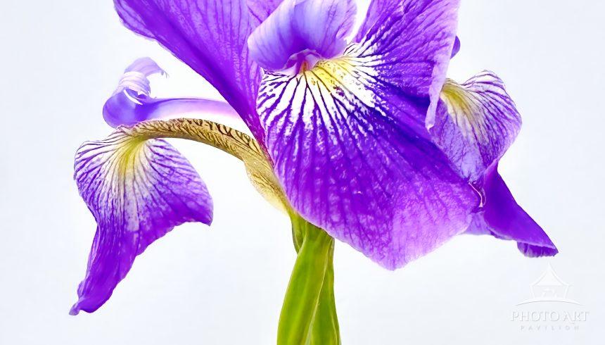 Floral Workshop Favorite