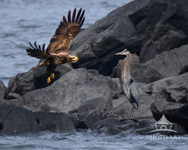 In this shot, the juvenile eagle was flying around this point and flew on by this resting Great Blue