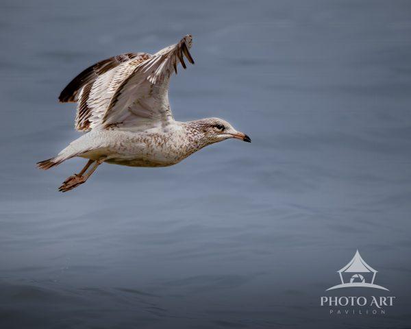 For this image of Gull that was flying by, I kept the image natural just to enhance his beautiful