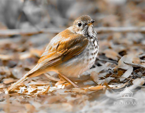 A small brown hermit thrush is perched in the sun among dry leaves. Its feathers have a mix of brown