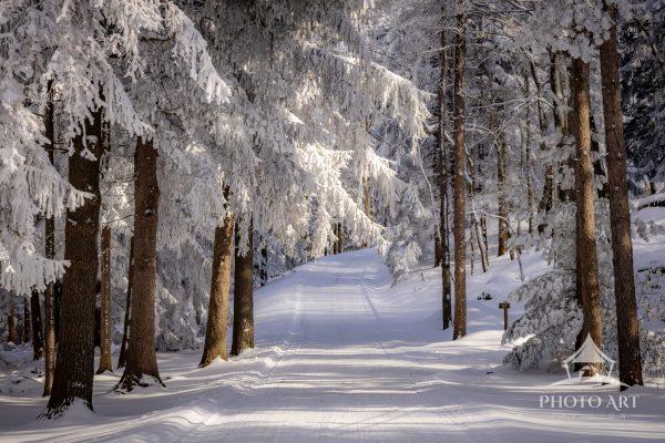 This fine art photograph captures a snow-covered road winding gently through a winter forest, where