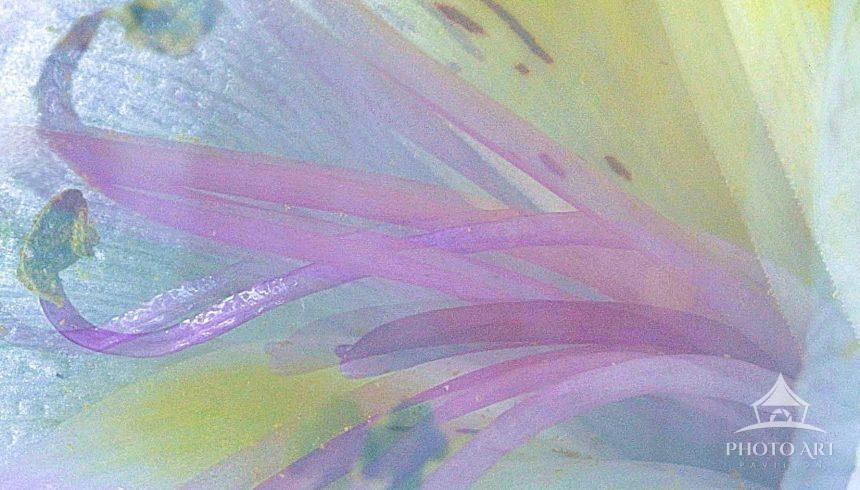 The lily's reflection off of plexiglass with vibrant yellow petals other hues and pink stamen