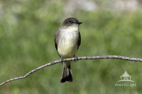 An Eastern Phoebe rests for a moment on a twig.