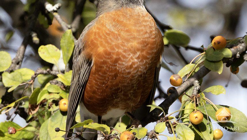 An American Robin pauses between moments of eating berries.