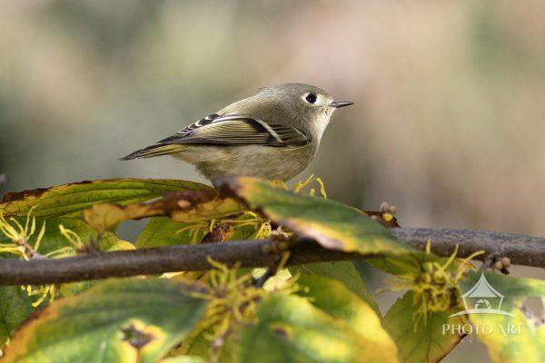 A Ruby-Crowned Kinglet hops along a witch hazel branch in autumn color.