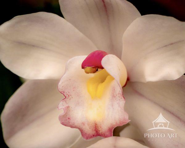 A minimalist fine art photograph of a single orchid illuminated with soft natural light. The image