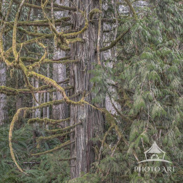 Hoh Rain Forest, Olympic Peninsula, WA