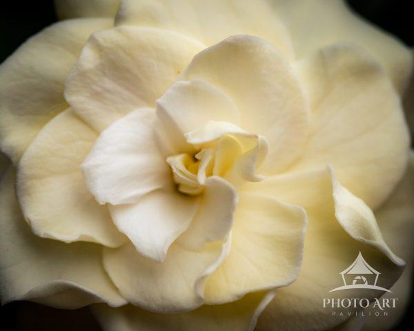 A close-up portrait of a soft ivory gardenia reveals layered petals gently unfolding toward the
