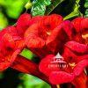 The trumpet vine is a flowering vine celebrated for its vivid trumpet-shaped blooms and its natural