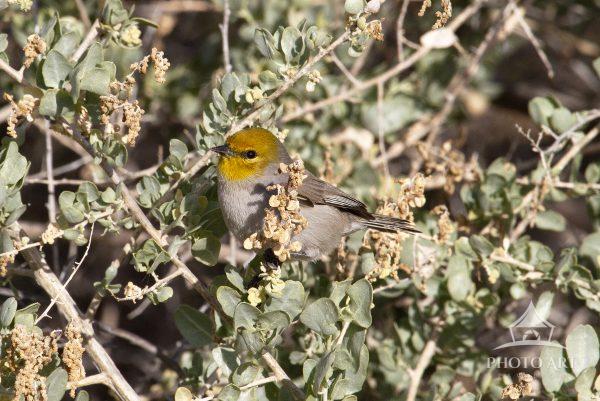 A Verdin takes a moment of rest in the warm winter sun in Arizona.
