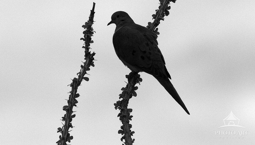 Mouring Dove on Ocotillo silhouette in Arizona.