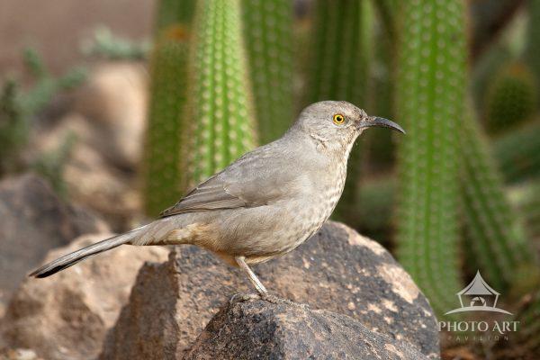 A Curve-billed Thrasher momentarily perches on a low rock in a desert landscape.