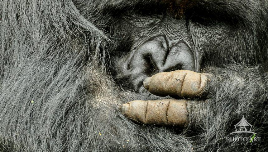 Mountain Gorillas
Virunga Mountains, Rwanda