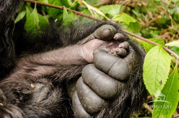 Mountain Gorillas 
Virunga National Park, Rwanda, Africa