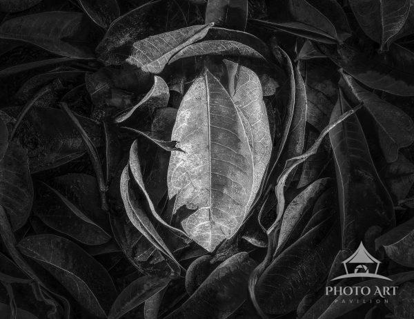 An "intimate landscape" that emphasizes the interplay of form, texture, and tonality.