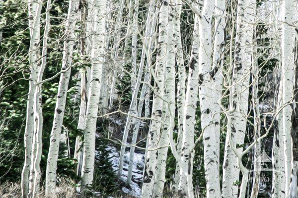 I found this place where the world seemed to slow its breathing. The aspens stood like old