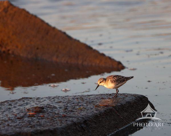 Sandpiper searching for supper at sunset is very serene.