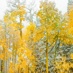 I headed up the canyon hoping to catch the fall colors at their peak, but the trip took an