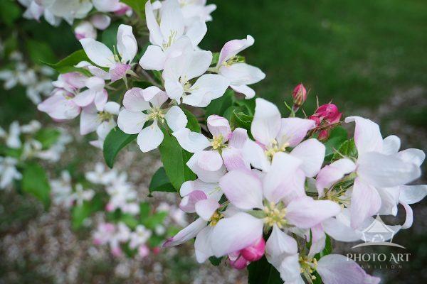 Pretty Pink Spring Blooms