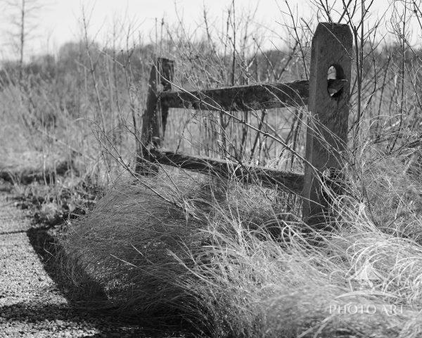 Post and rail fence stands firm, but has no power to hold back the overgrowth from the walking path.