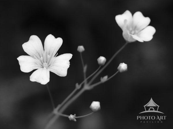 Delicate little white buds and blooms have big presence in this black and white fine art image