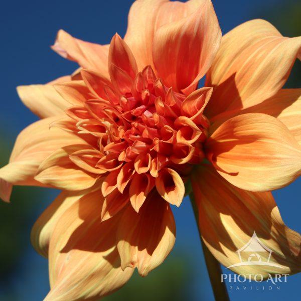 Dahlia basking in the sunlight