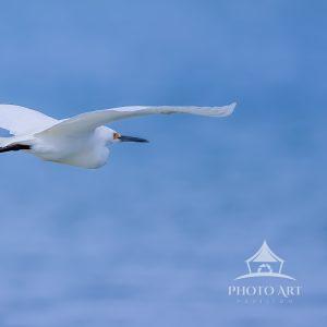 A Snowy Egret cruising across the water. I like the soft colors & background bokeh which contribute