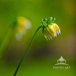 Pinnata Dahlia buds are striking, even as buds.