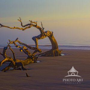 Driftwood sits on an untouched, pristine beach at low tide in the soft light of morning.
