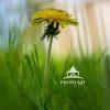 Lonely Wildflower. Standing strong and defiant.