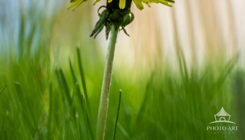 Lonely Wildflower. Standing strong and defiant.