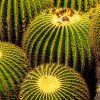 Barrel Cactus. Nature's exquisite symmetry on display.