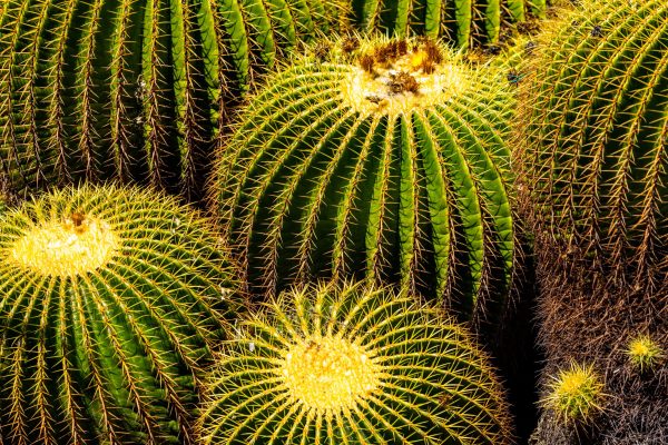 Barrel Cactus. Nature's exquisite symmetry on display.