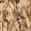 Nature's Expressive Design. This tree bark yields numerous images...if you let your imagination run
