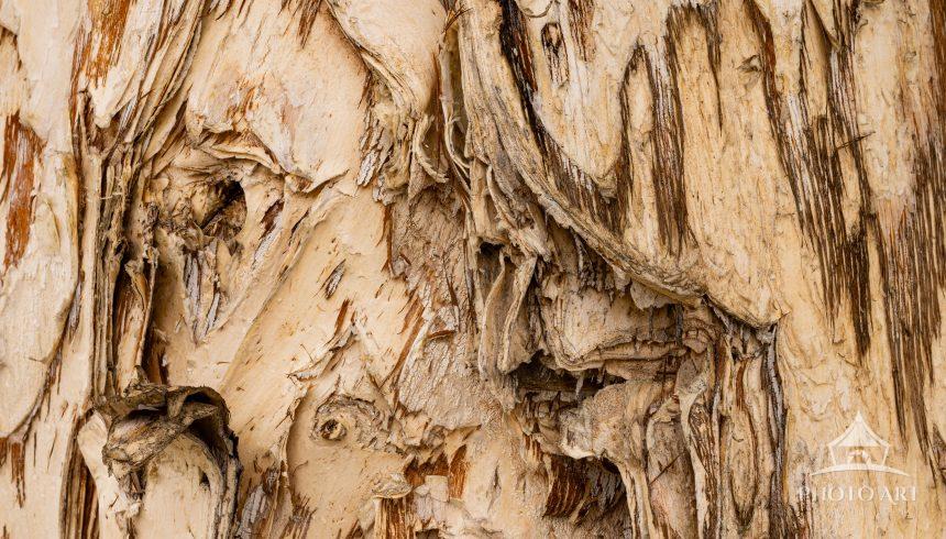 Nature's Expressive Design. This tree bark yields numerous images...if you let your imagination run