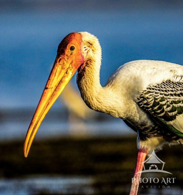 A painted stork stands in warm light, its long beak glowing like gold. Fine details of its
