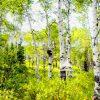 The aspens stood like old storytellers, their white trunks catching the light as if holding pieces