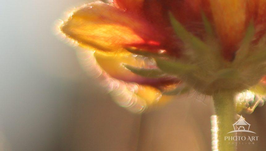 Morning light kissing the petals of of a yellow flower before they open.
