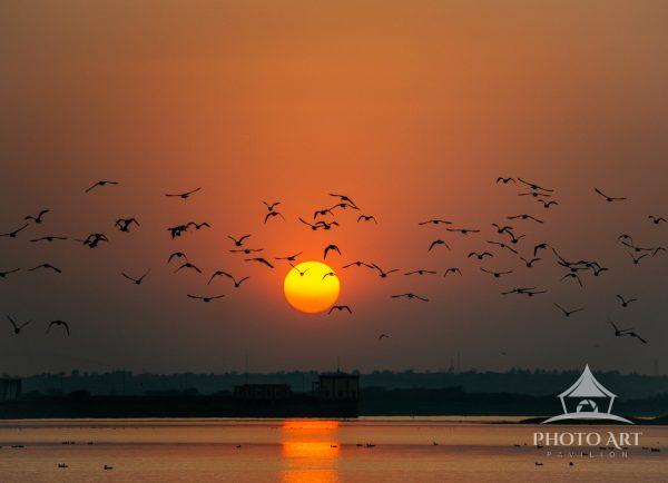 A flock cuts across the setting sun, their silhouettes scattered against a sky of burning amber. In