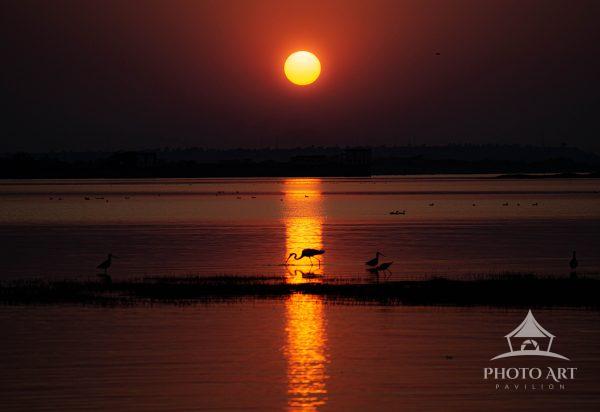 Birds move gently through the glowing reflection, their silhouettes etched against the warm, golden