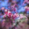 Cherry Blossom III By sharply focusing on the central cluster and introducing a smooth,