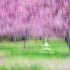 This is an ICM of the cherry orchard in full bloom. The orchard is located at the entrance to a