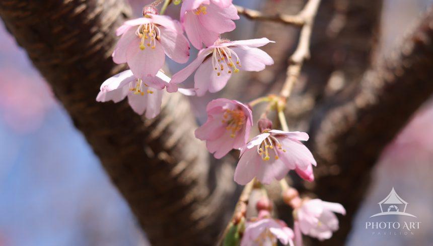 A close-up of cascading weeping cherry blossoms, pretty in pink.