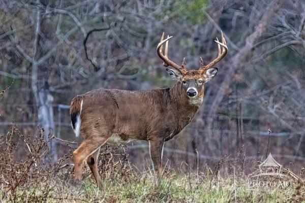 The rut was in full swing and the big bucks were out I caught this one in a field.