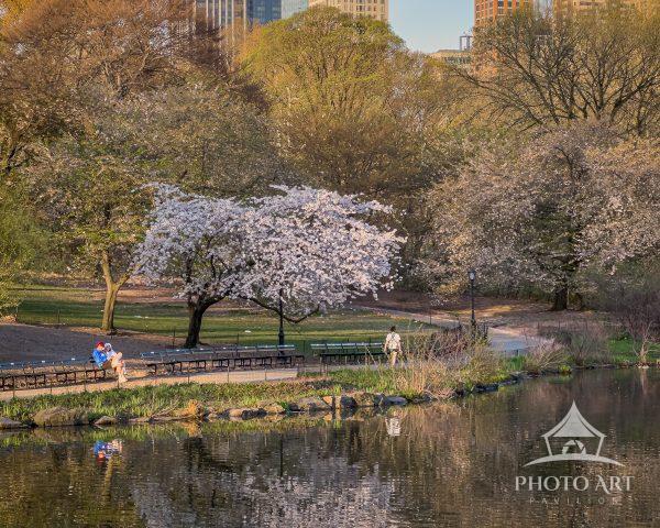As golden hour settles over Central Park, soft spring blossoms glow beside the quiet shoreline while