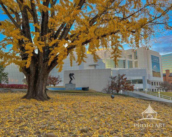 A large ginkgo tree with bright yellow leaves carpets the rocky lawn as golden foliage frames a