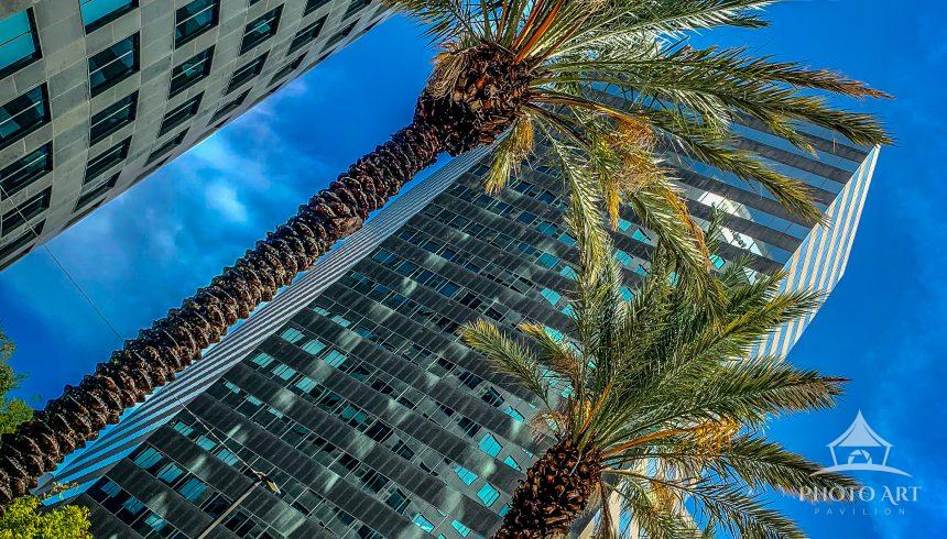Palm trees reach upward between modern skyscrapers, creating a tropical urban cityscape under a