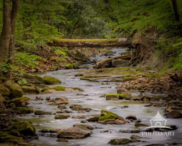 A softly flowing creek moves through a secluded woodland corridor beneath a fallen moss-covered