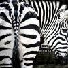 This beautiful Plains Zebra seemed to know exactly where the camera was. Standing quietly in the