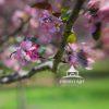The artwork is a close-up depiction of a tree branch adorned with vibrant pink cherry blossoms. The